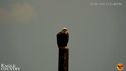 Southwest Florida River Wildlife Live Cams - May 9, 2026, 12:24pm EDT