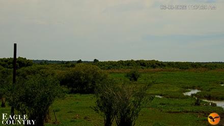 Southwest Florida River Wildlife Live Cams - Jun 8, 2026, 11:05am EDT