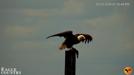 Southwest Florida River Wildlife Live Cams - May 5, 2026, 5:38pm EDT