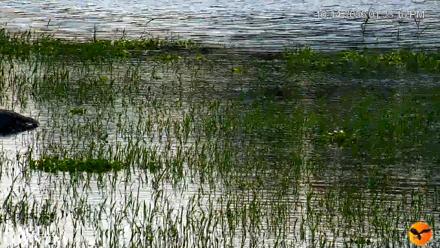 Southwest Florida River Wildlife Live Cams - Oct 14, 2026, 1:33pm EDT