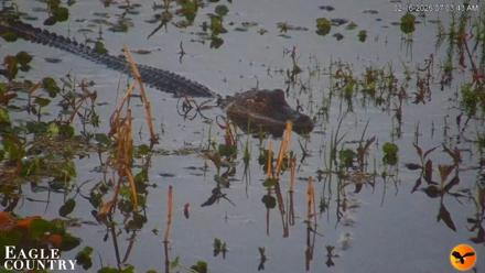 Southwest Florida River Wildlife Live Cams - Feb 16, 2026, 7:05am EST