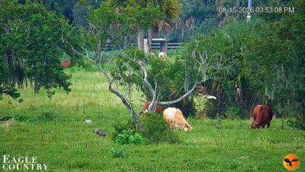 Southwest Florida River Wildlife Live Cams - Aug 15, 2026, 5:53pm EDT