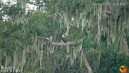 Southwest Florida River Wildlife Live Cams - Aug 28, 2026, 4:45pm EDT
