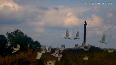 Southwest Florida River Wildlife Live Cams - Nov 7, 2025, 5:15pm EST