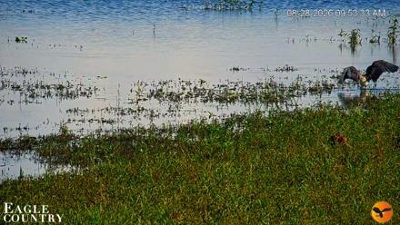 Southwest Florida River Wildlife Live Cams - Aug 28, 2026, 9:54am EDT