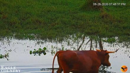 Southwest Florida River Wildlife Live Cams - Aug 28, 2026, 7:49pm EDT