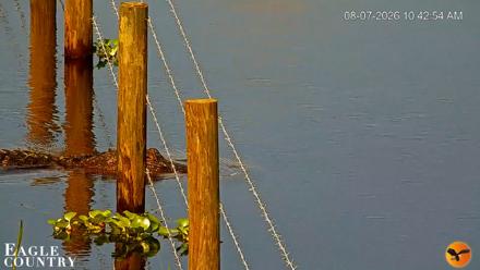 Southwest Florida River Wildlife Live Cams - Aug 7, 2026, 10:43am EDT