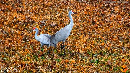 Southwest Florida River Wildlife Live Cams - Feb 5, 2026, 8:38am EST