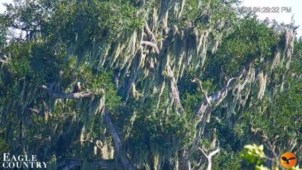 Southwest Florida River Wildlife Live Cams - Sep 5, 2026, 4:30pm EDT