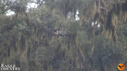 Southwest Florida River Wildlife Live Cams - Sep 3, 2026, 2:40pm EDT