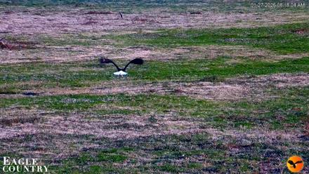 Southwest Florida River Wildlife Live Cams - Jan 27, 2026, 8:19am EST