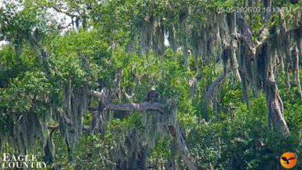 Southwest Florida River Wildlife Live Cams - May 5, 2026, 2:17pm EDT