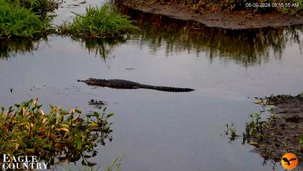 Southwest Florida River Wildlife Live Cams - Jun 9, 2026, 8:56am EDT