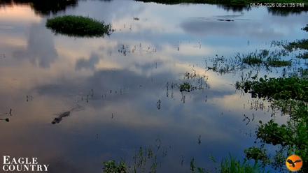 Southwest Florida River Wildlife Live Cams - Aug 4, 2026, 8:22pm EDT