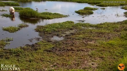Southwest Florida River Wildlife Live Cams - Jul 4, 2026, 5:44pm EDT