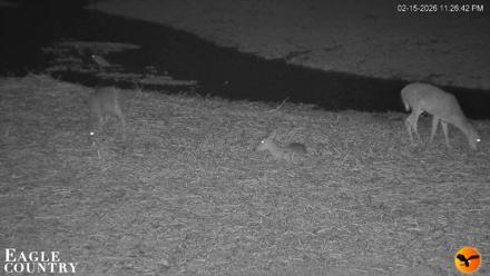 Southwest Florida River Wildlife Live Cams - Feb 15, 2026, 11:27pm EST