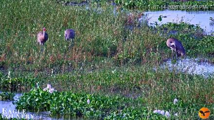 Southwest Florida River Wildlife Live Cams - Jul 14, 2026, 6:58pm EDT