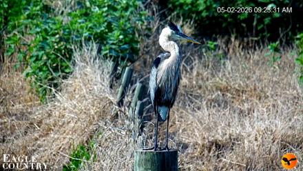 Southwest Florida River Wildlife Live Cams - May 2, 2026, 1:20pm EDT