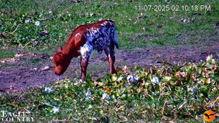 Southwest Florida River Wildlife Live Cams - Nov 7, 2025, 2:11pm EST