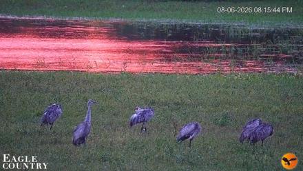Southwest Florida River Wildlife Live Cams - Aug 6, 2026, 8:16pm EDT