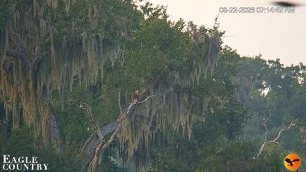 Southwest Florida River Wildlife Live Cams - Aug 22, 2026, 7:15am EDT