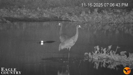 Southwest Florida River Wildlife Live Cams - Nov 16, 2025, 8:37pm EST