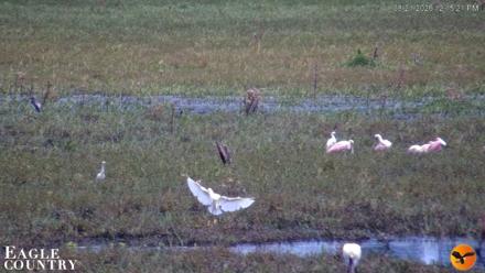 Southwest Florida River Wildlife Live Cams - Aug 21, 2026, 12:15pm EDT
