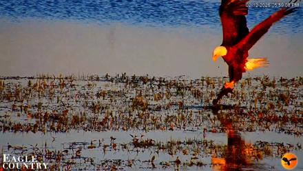 Southwest Florida River Wildlife Live Cams - Feb 12, 2026, 6:00pm EST