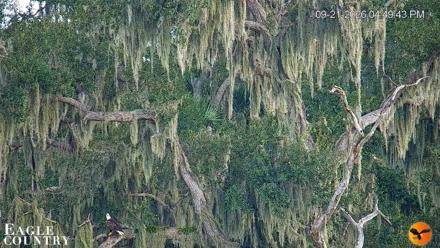 Southwest Florida River Wildlife Live Cams - Sep 21, 2026, 4:50pm EDT