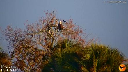 Southwest Florida River Wildlife Live Cams - Jan 11, 2026, 9:01am EST