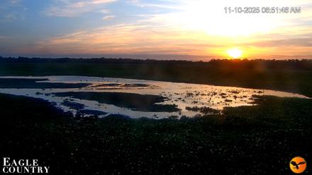 Southwest Florida River Wildlife Live Cams - Nov 10, 2025, 6:53am EST