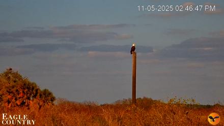 Southwest Florida River Wildlife Live Cams - Nov 5, 2025, 2:47pm EST