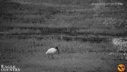 Southwest Florida River Wildlife Live Cams - Oct 1, 2026, 7:24pm EDT