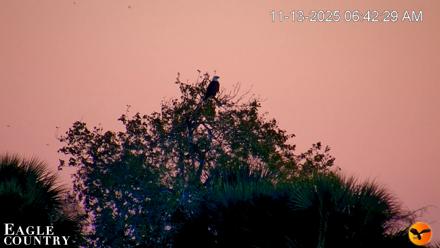 Southwest Florida River Wildlife Live Cams - Nov 13, 2025, 6:44am EST