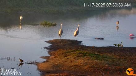 Southwest Florida River Wildlife Live Cams - Nov 17, 2025, 7:31am EST