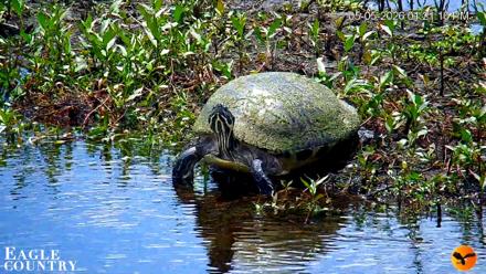 Southwest Florida River Wildlife Live Cams - May 5, 2026, 5:24pm EDT