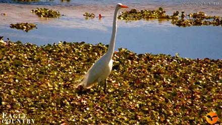 Southwest Florida River Wildlife Live Cams - Feb 25, 2026, 12:54pm EST