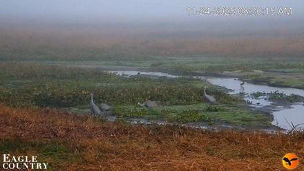 Southwest Florida River Wildlife Live Cams - Nov 24, 2025, 8:31am EST