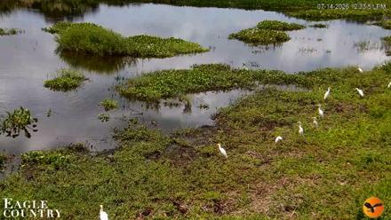 Southwest Florida River Wildlife Live Cams - Jul 14, 2026, 12:36pm EDT