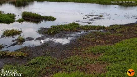 Southwest Florida River Wildlife Live Cams - Jun 9, 2026, 8:07am EDT