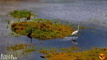 Southwest Florida River Wildlife Live Cams - Mar 4, 2026, 3:22pm EST