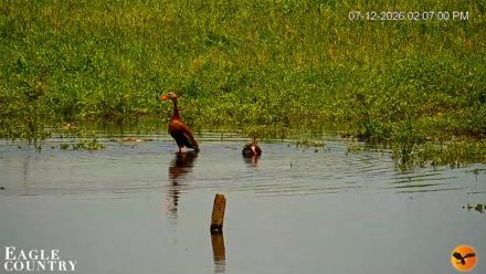 Southwest Florida River Wildlife Live Cams - Jul 12, 2026, 2:08pm EDT