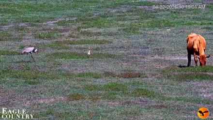 Southwest Florida River Wildlife Live Cams - Apr 22, 2026, 10:20am EDT