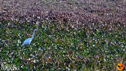 Southwest Florida River Wildlife Live Cams - Jan 23, 2026, 3:30pm EST