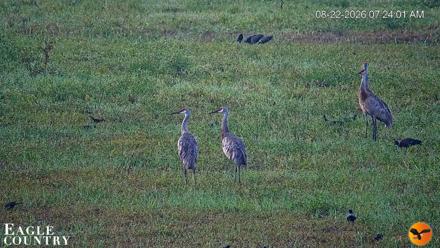 Southwest Florida River Wildlife Live Cams - Aug 22, 2026, 7:24am EDT