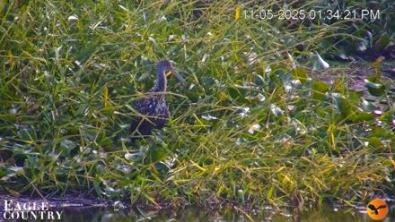 Southwest Florida River Wildlife Live Cams - Nov 5, 2025, 2:32pm EST