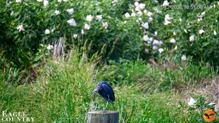 Southwest Florida River Wildlife Live Cams - Jul 12, 2026, 10:52am EDT