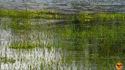 Southwest Florida River Wildlife Live Cams - Oct 14, 2026, 3:04pm EDT