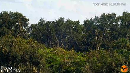 Southwest Florida River Wildlife Live Cams - Oct 21, 2026, 1:02pm EDT