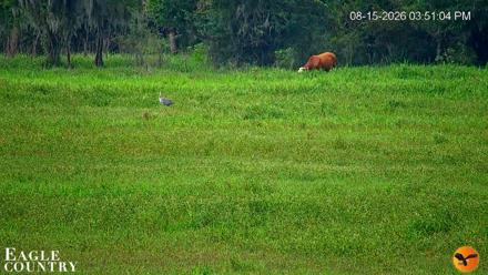Southwest Florida River Wildlife Live Cams - Aug 15, 2026, 5:51pm EDT